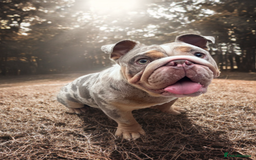 English Bulldog dogs for stud: Up for stud £200  - Advert 5