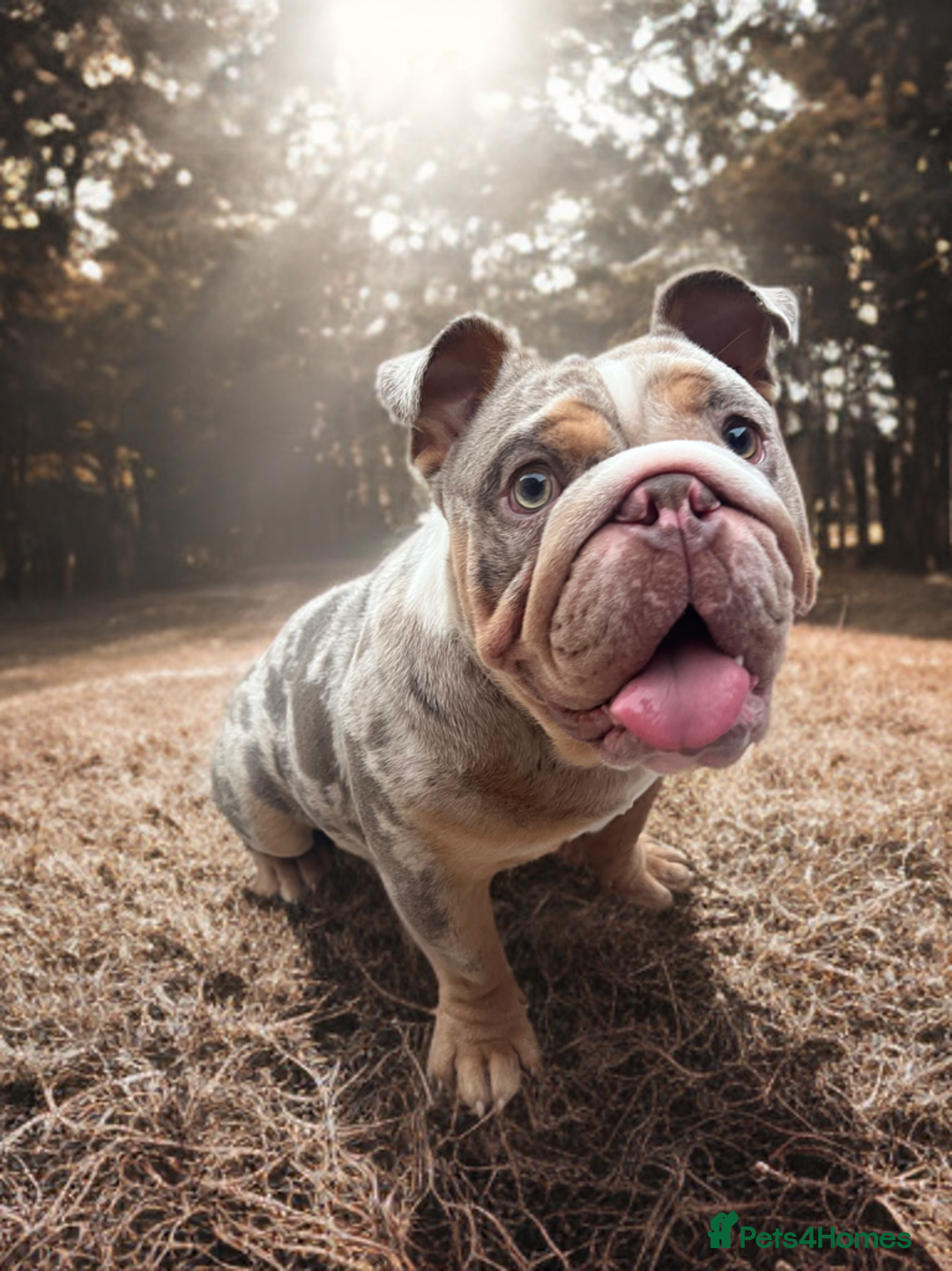 English Bulldog dogs for stud: Up for stud £200  - Advert 5