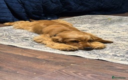 Cocker Spaniel dogs for sale: Beautiful Summer - Image 7