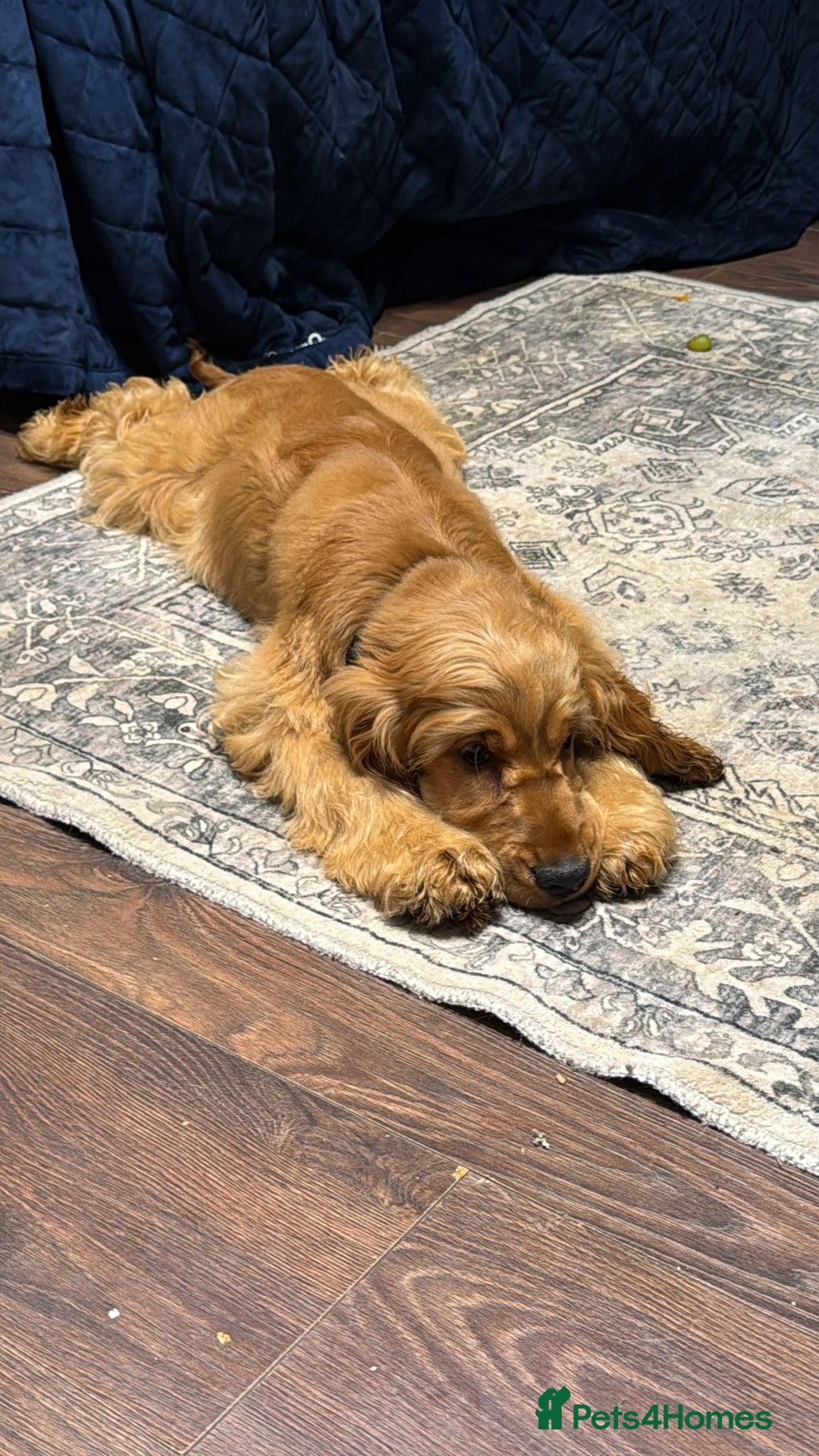 Cocker Spaniel dogs for sale: Beautiful Summer - Image 7