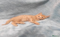 Mixed Breed cats for sale: Beautiful kittes Videos - Advert 6