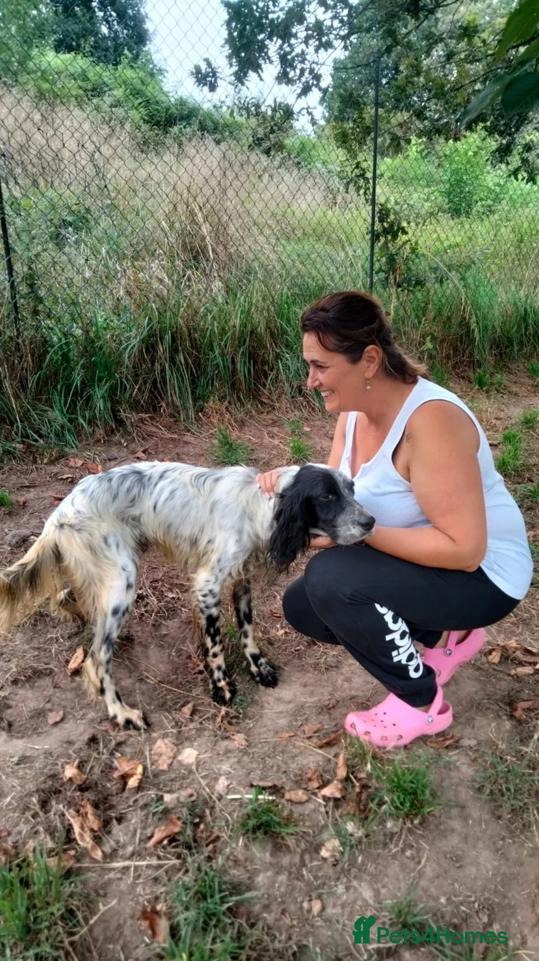 English Setter dogs for adoption: Tae   - Advert 12