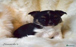 Chihuahua dogs for sale: Stunning long coat chihuahua puppies - Image 3