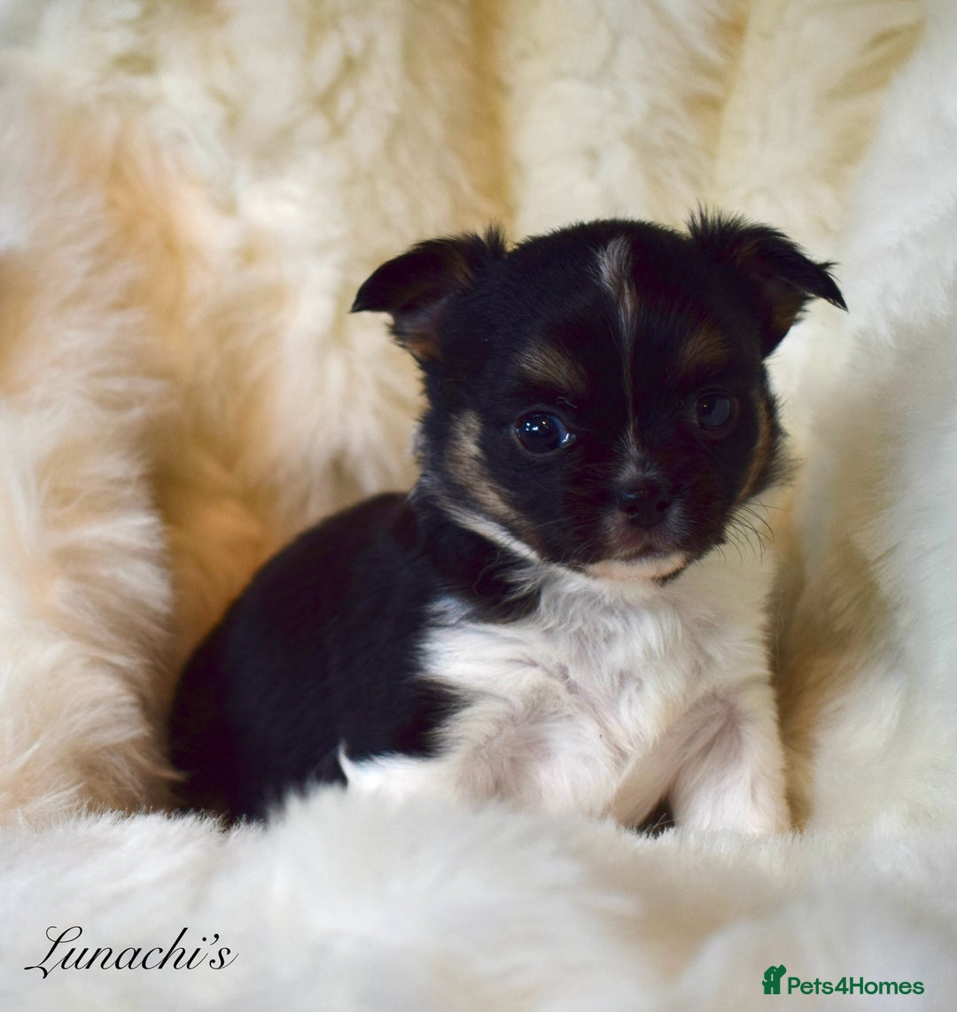 Chihuahua dogs for sale: Stunning long coat chihuahua puppies - Image 3