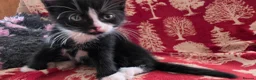 Mixed Breed cats for sale: Adorable Kittens Ready for their forever Homes - Advert 30