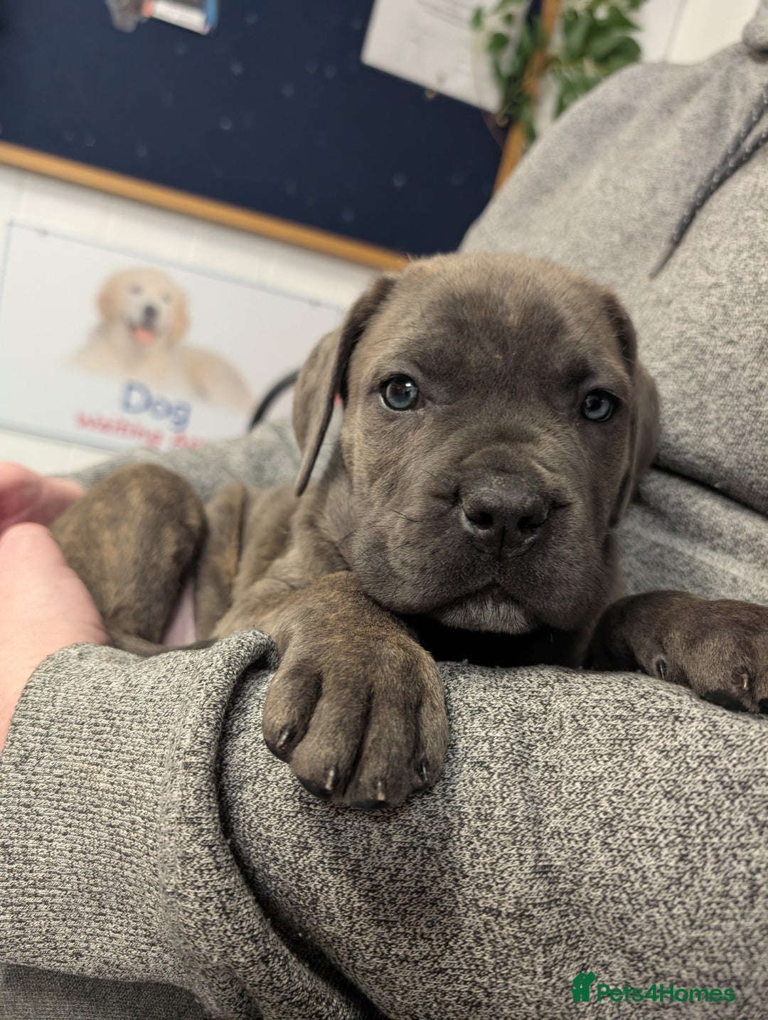 Cane Corso dogs for sale: BLUE BRINDLE MALE CANE CORSO PUPPY - Advert 4