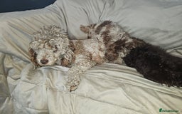 Toy Poodle dogs for sale: Toy poodle  - Image 5