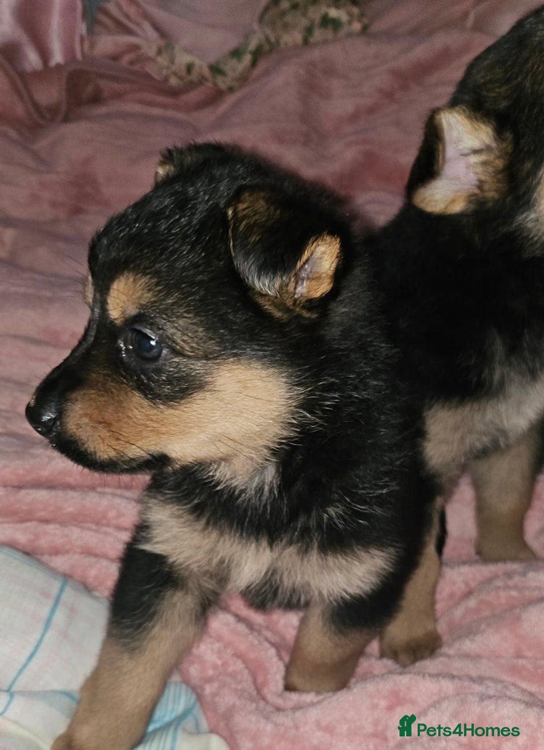 German Shepherd dogs for sale: German shepherd female puppie - Advert 2