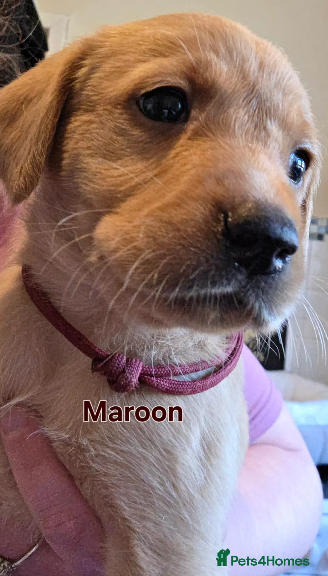Labrador Retriever dogs for sale: Kc Reg Dark Fox Red & Light Red Lab Pups - Advert 2
