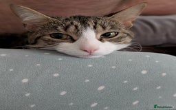 Mixed Breed cats for sale: Tinkerbell is Ready Free to good home! - Image 6