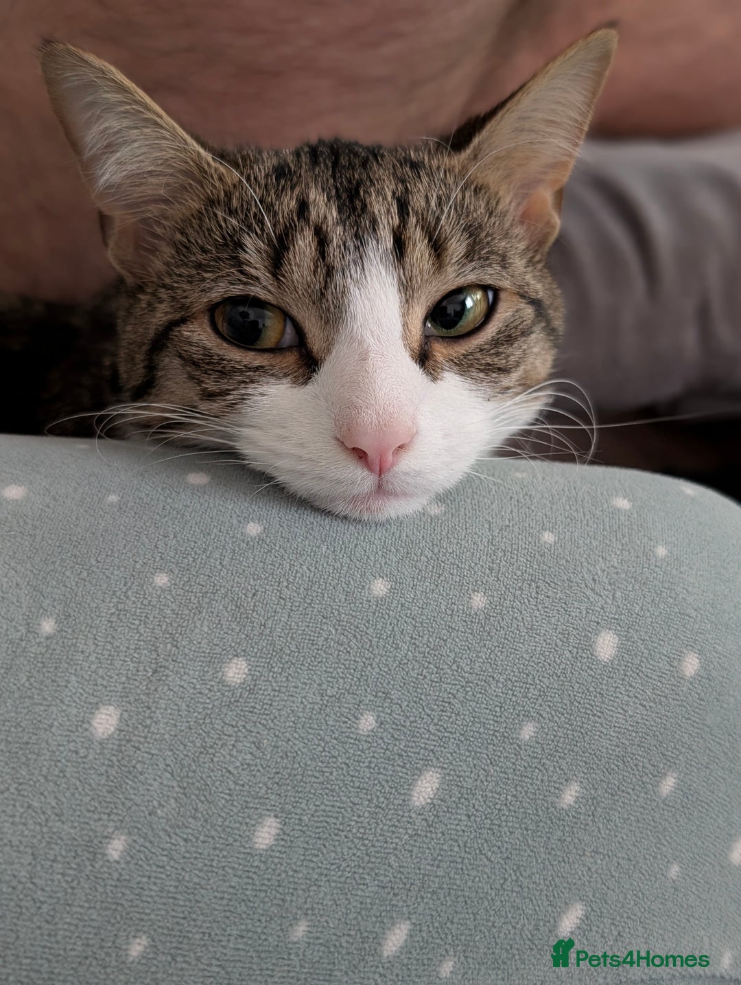Mixed Breed cats for sale: Tinkerbell is Ready Free to good home! - Image 6