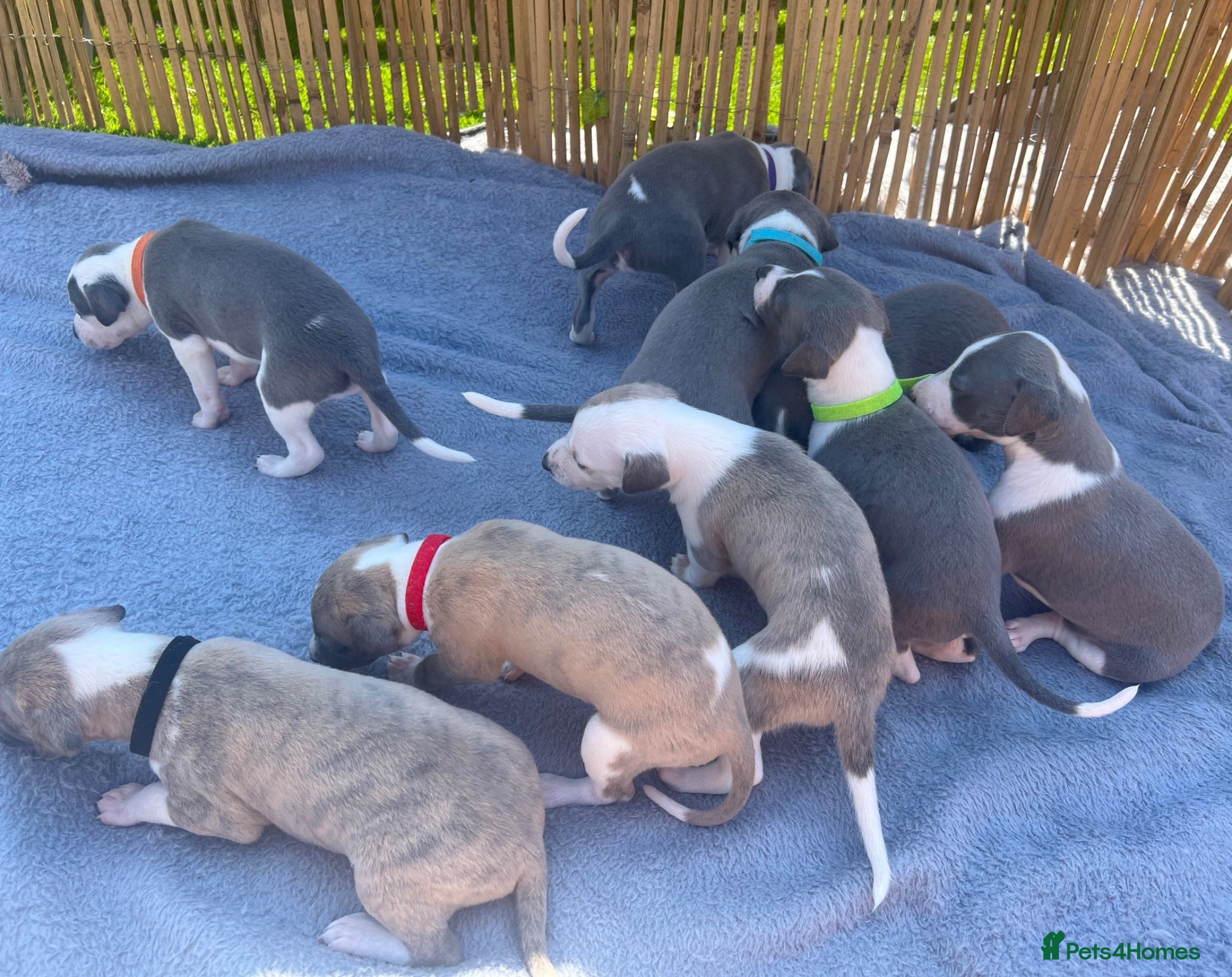 Whippet dogs Beautiful Blue & White Whippet Puppies - Advert 5