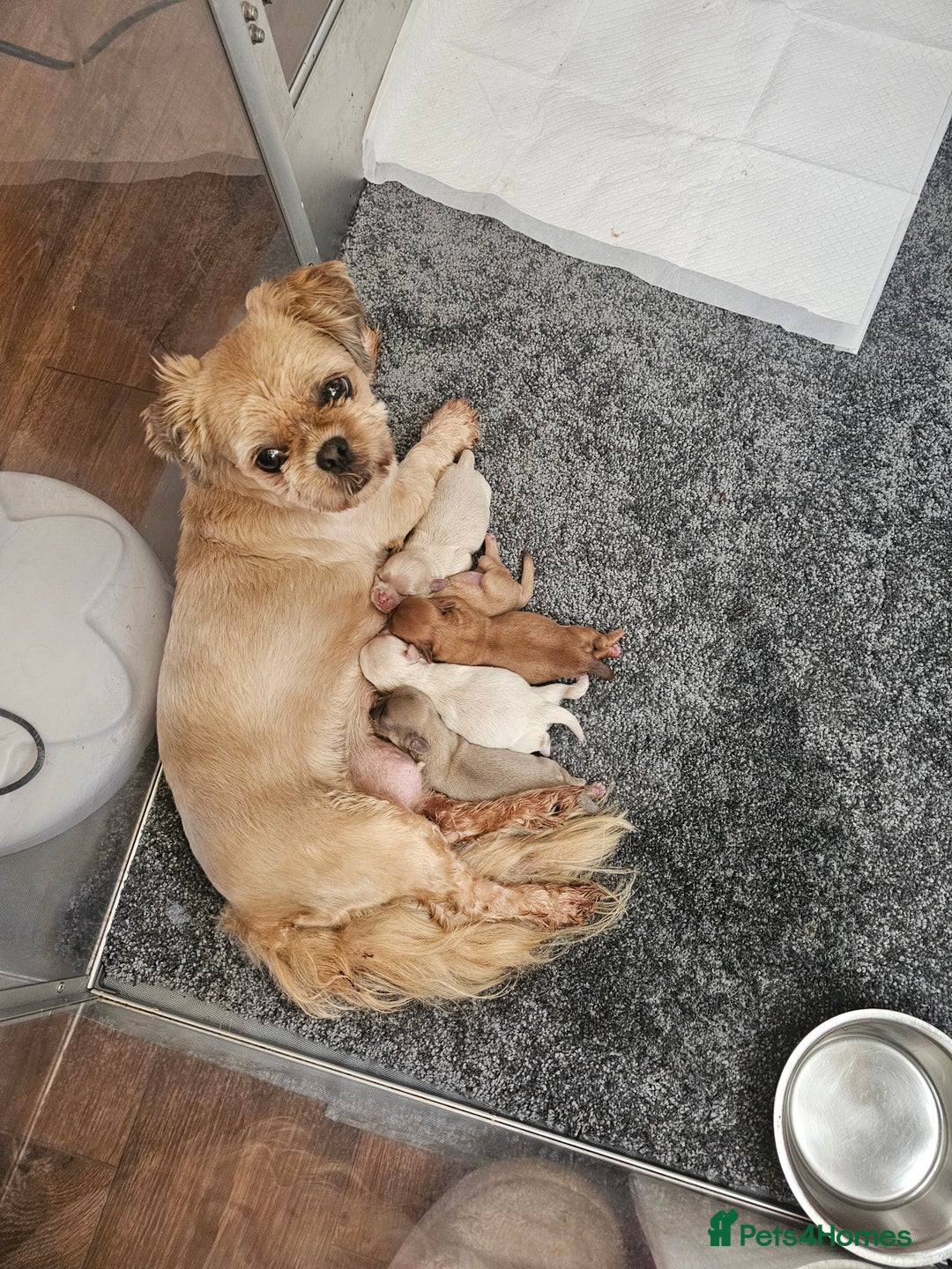 Shih Tzu dogs for sale: Imperial shih tzu puppies  - Image 8