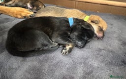 Mixed Breed dogs for sale: Beautiful Inca & handsome Nanuq PUPDATE x2  - Image 20
