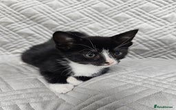Mixed Breed cats for sale: Kittens for sale - Image 12