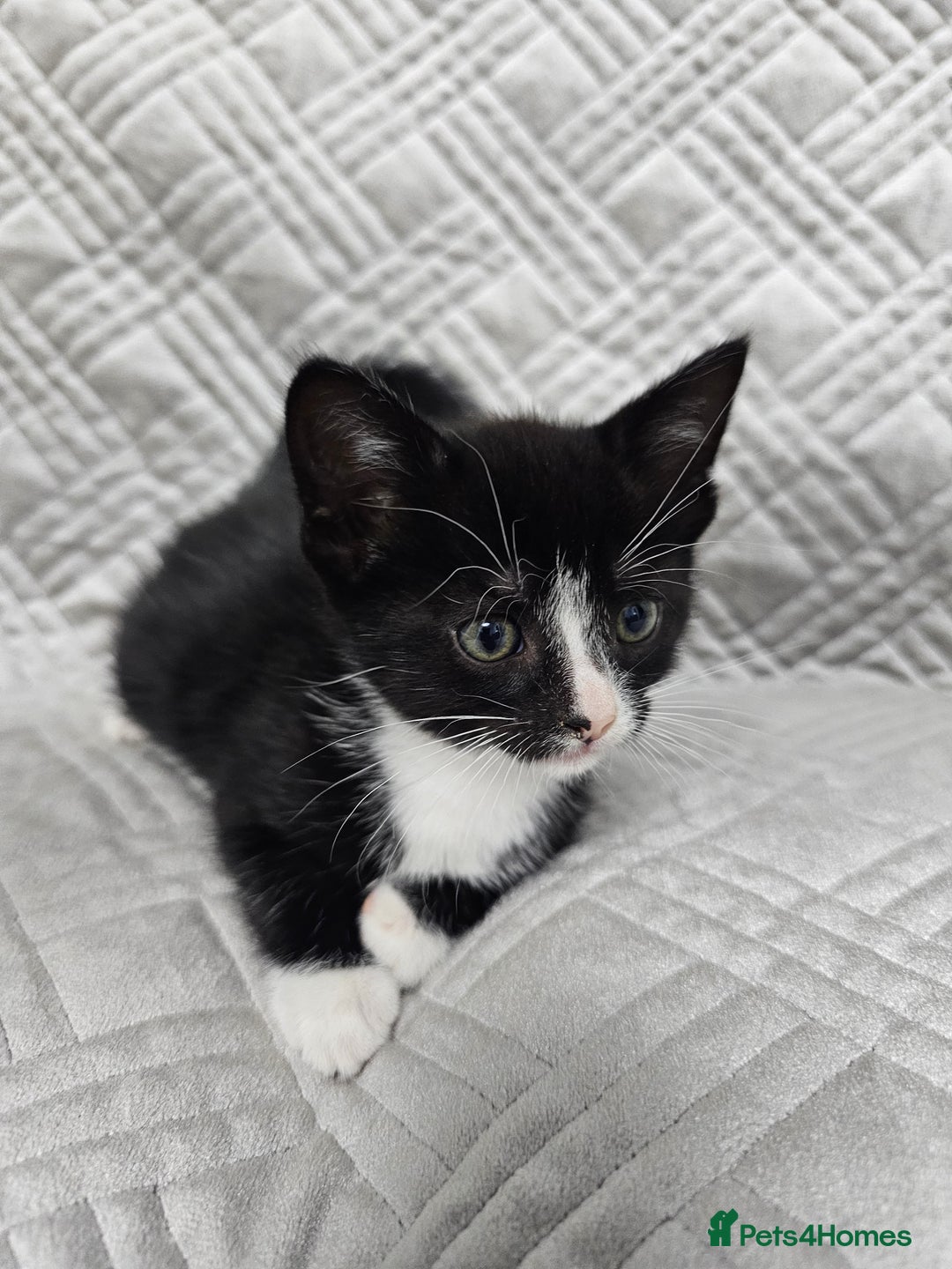 Mixed Breed cats for sale: Kittens for sale - Image 12