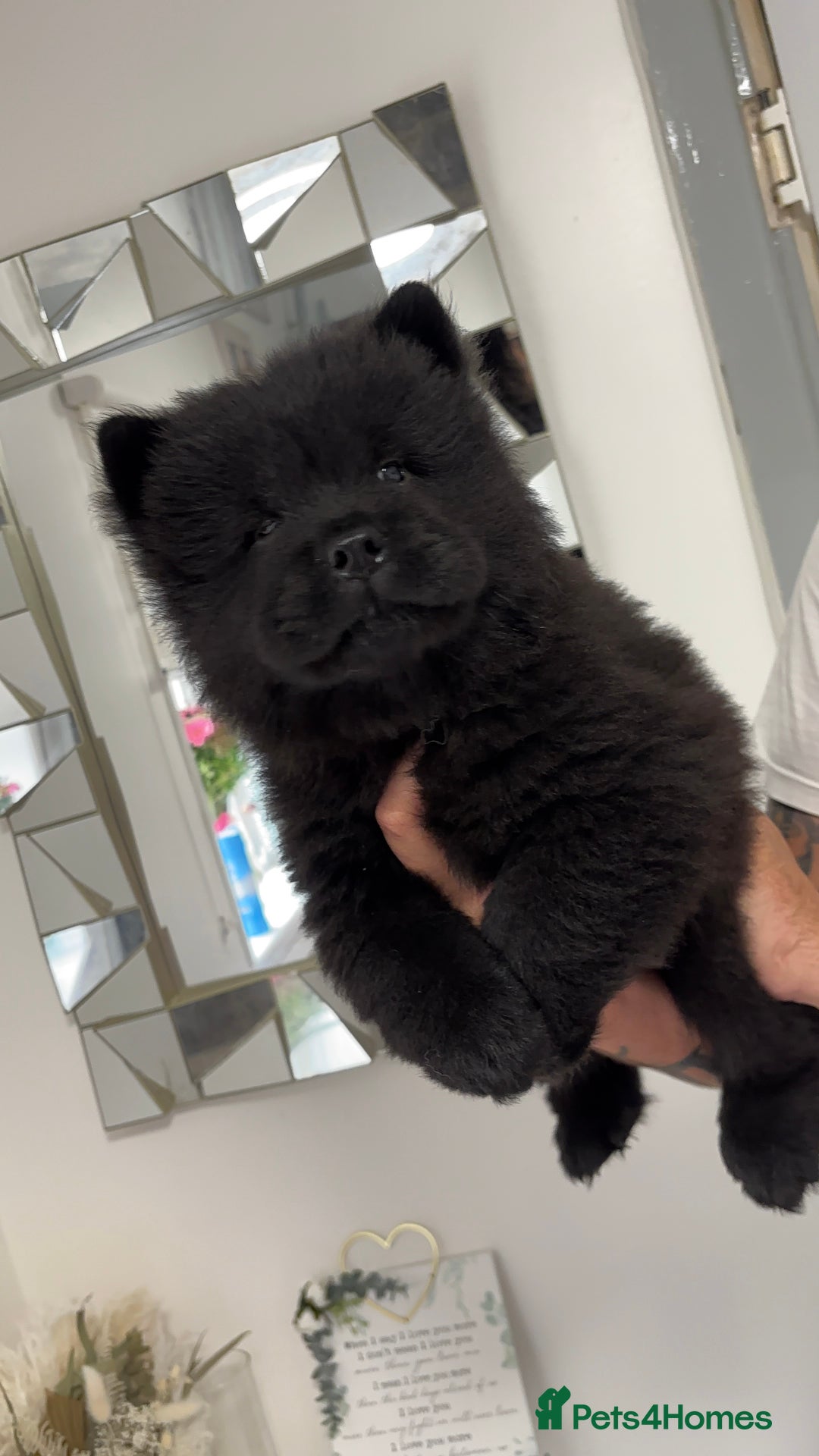 Chow Chow dogs for sale: 🤍  1 STUNNING GIRL LEFT 🐾 READY TO LEAVE 🐾 - Image 21