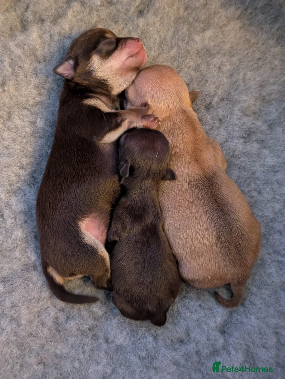 Chihuahua dogs for stud: Proven Lilac KC registered chihuahua for stud  in Liverpool - Advert 31