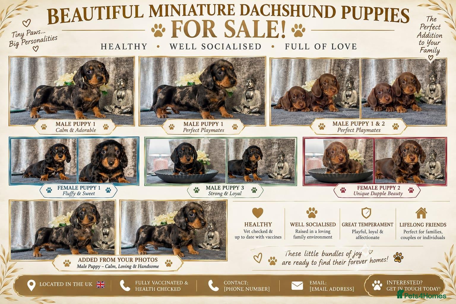 Dachshund dogs Black and tan mini smooth boy left ready now - Advert 18