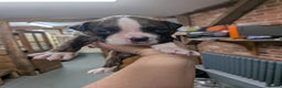 Boxer dogs for sale: KC registered tailed and bobtailed boxer puppies  - Advert 9