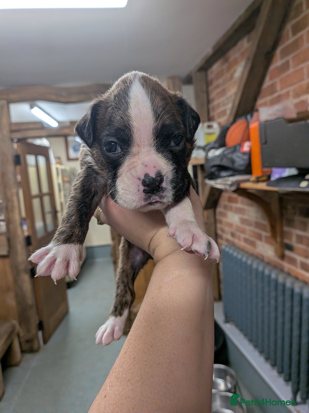 Boxer dogs for sale: KC registered tailed and bobtailed boxer puppies  - Advert 9
