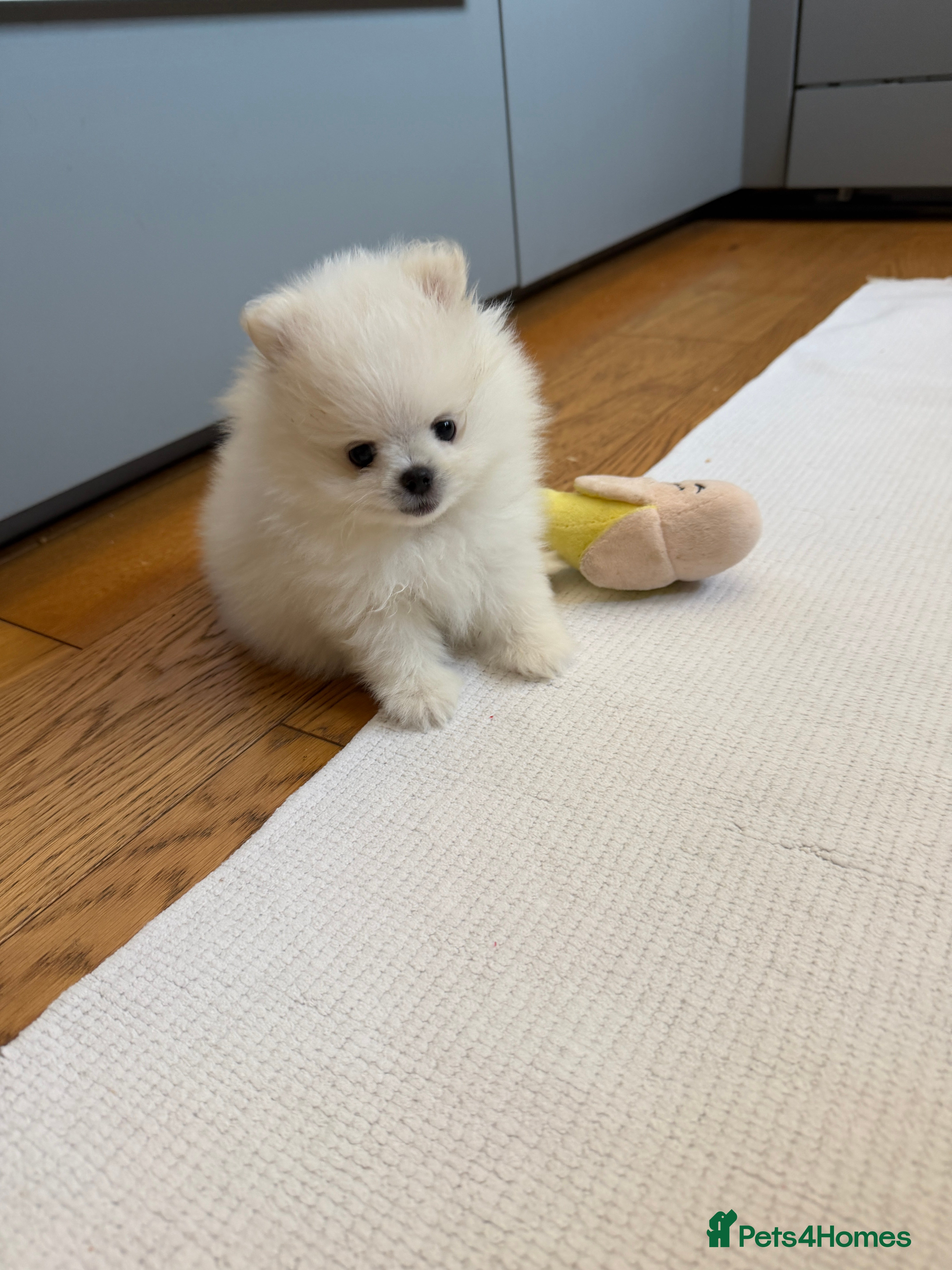 Pomeranian dogs ❤️Stunning KC white boy from KC parents❤️ - Advert 2