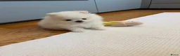 Pomeranian dogs for sale: ❤️Stunning KC white boy from KC parents❤️ - Advert 2