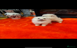 Pomeranian dogs for sale: 2 Miniature Pomeranian Puppies - Advert 2