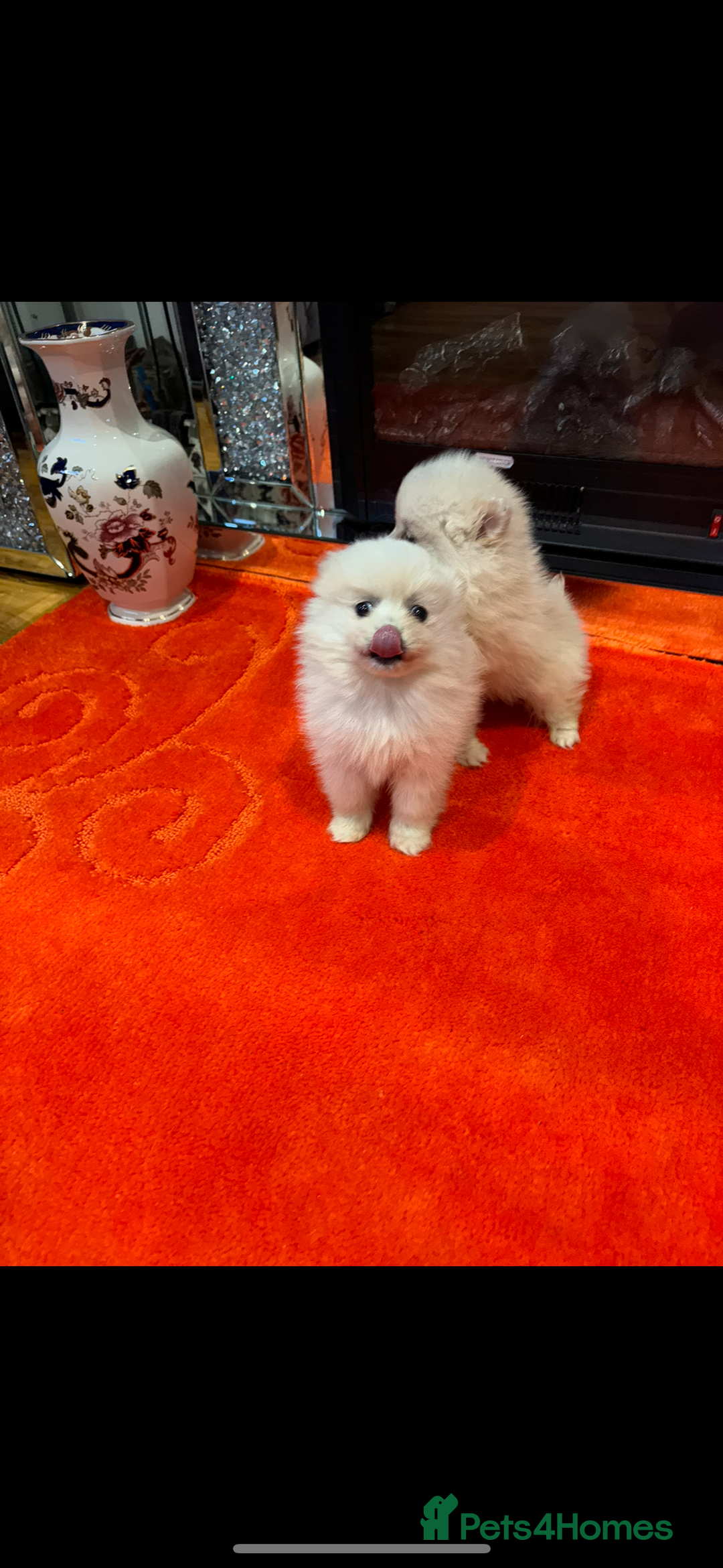 Pomeranian dogs for sale: 2 Miniature Pomeranian Puppies - Advert 2