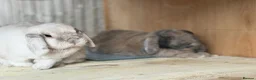 Dwarf Lop rabbits for sale: Loki & Bertie neutered Bonded Vaccinated  - Advert 3