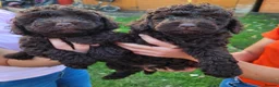 Cockapoo dogs for sale: 2 adorable little girls cockapoo pups  - Advert 1