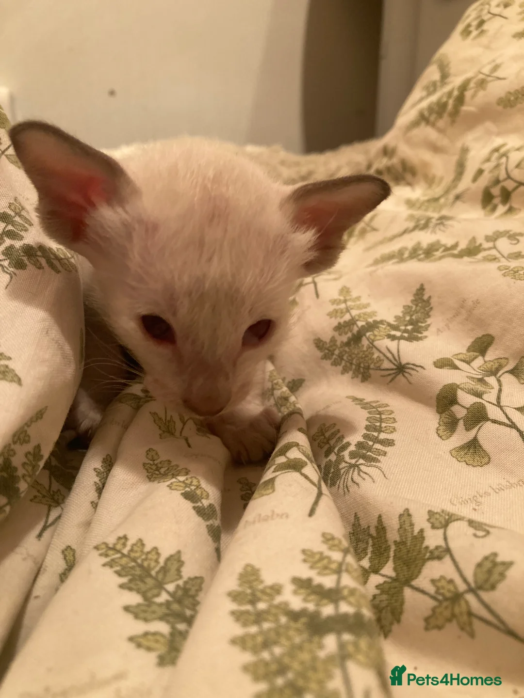 Oriental cats for sale: 2 Oriental girl kittens - Advert 11