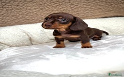 Miniature Dachshund dogs for sale: ♡︎𝒯ℴ𝓅 𝒷𝓁ℴℴ𝒹𝓁𝒾𝓃ℯ 𝒽ℯ𝒶𝓁𝓉𝒽 𝓉ℯ𝓈𝓉ℯ𝒹 ♡︎ - Image 11
