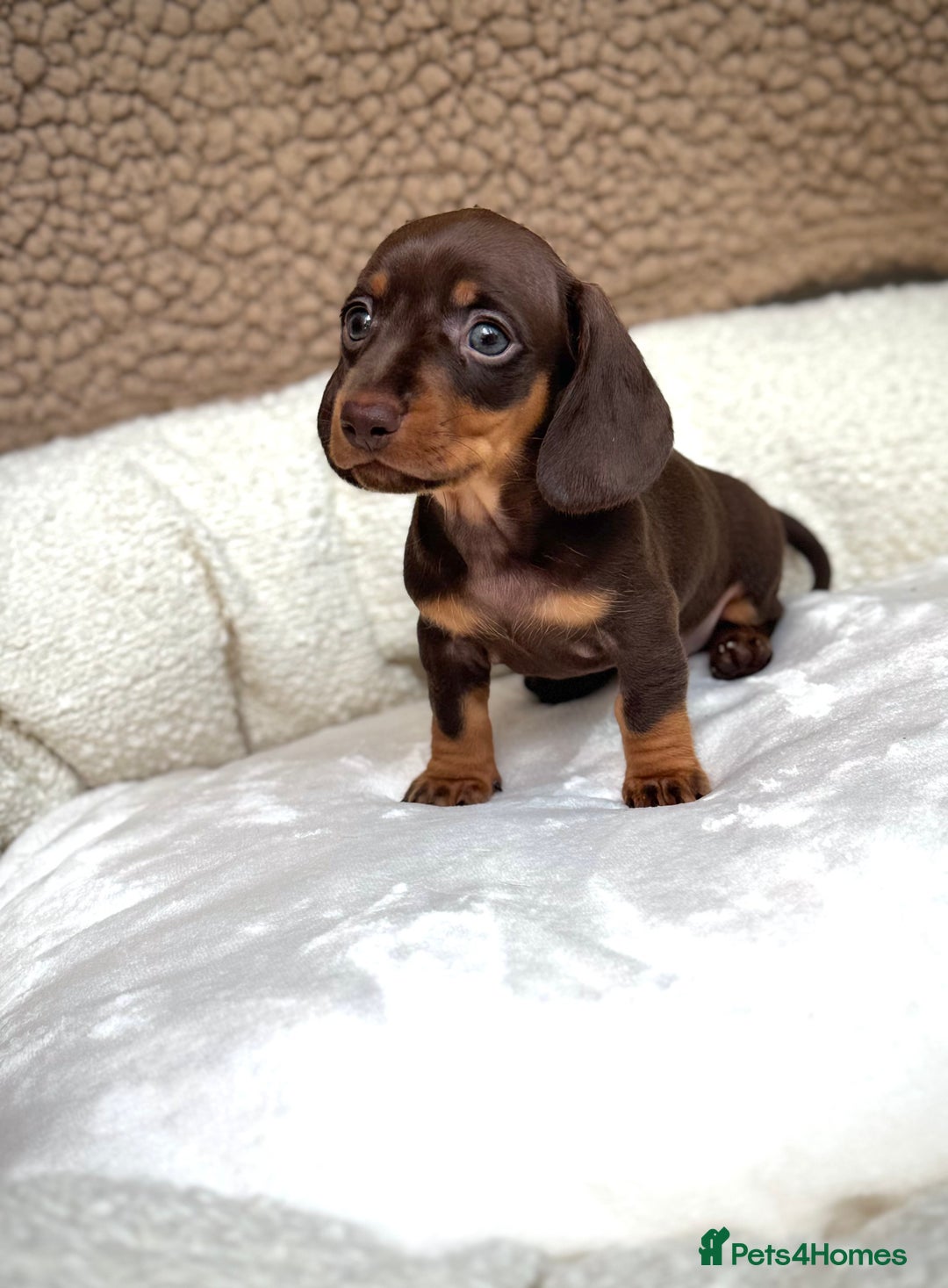 Miniature Dachshund dogs for sale: ♡︎𝒯ℴ𝓅 𝒷𝓁ℴℴ𝒹𝓁𝒾𝓃ℯ 𝒽ℯ𝒶𝓁𝓉𝒽 𝓉ℯ𝓈𝓉ℯ𝒹 ♡︎ - Image 11