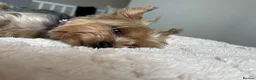 Yorkshire Terrier dogs for sale: Adorable Yorkshire Terrier Puppies ❤️ - Advert 3