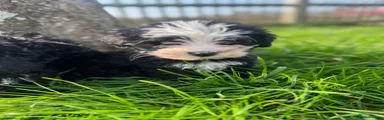 Sheepadoodle Puppy 5