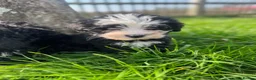 Sheepadoodle dogs for sale: Micro mini Sheepadoodles 1 littlegirlleft - Advert 15