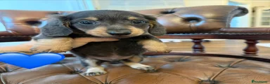 Miniature Dachshund 5