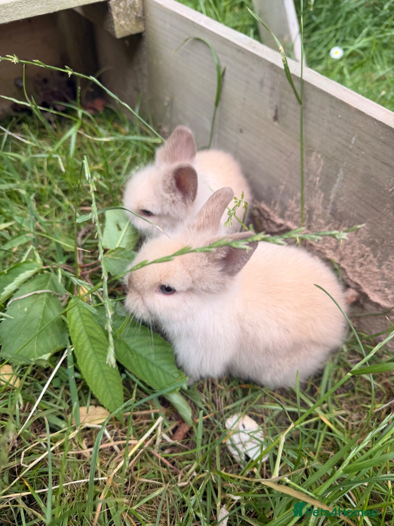 Lionhead rabbits 2 baby lion head bunnies  - Advert 1
