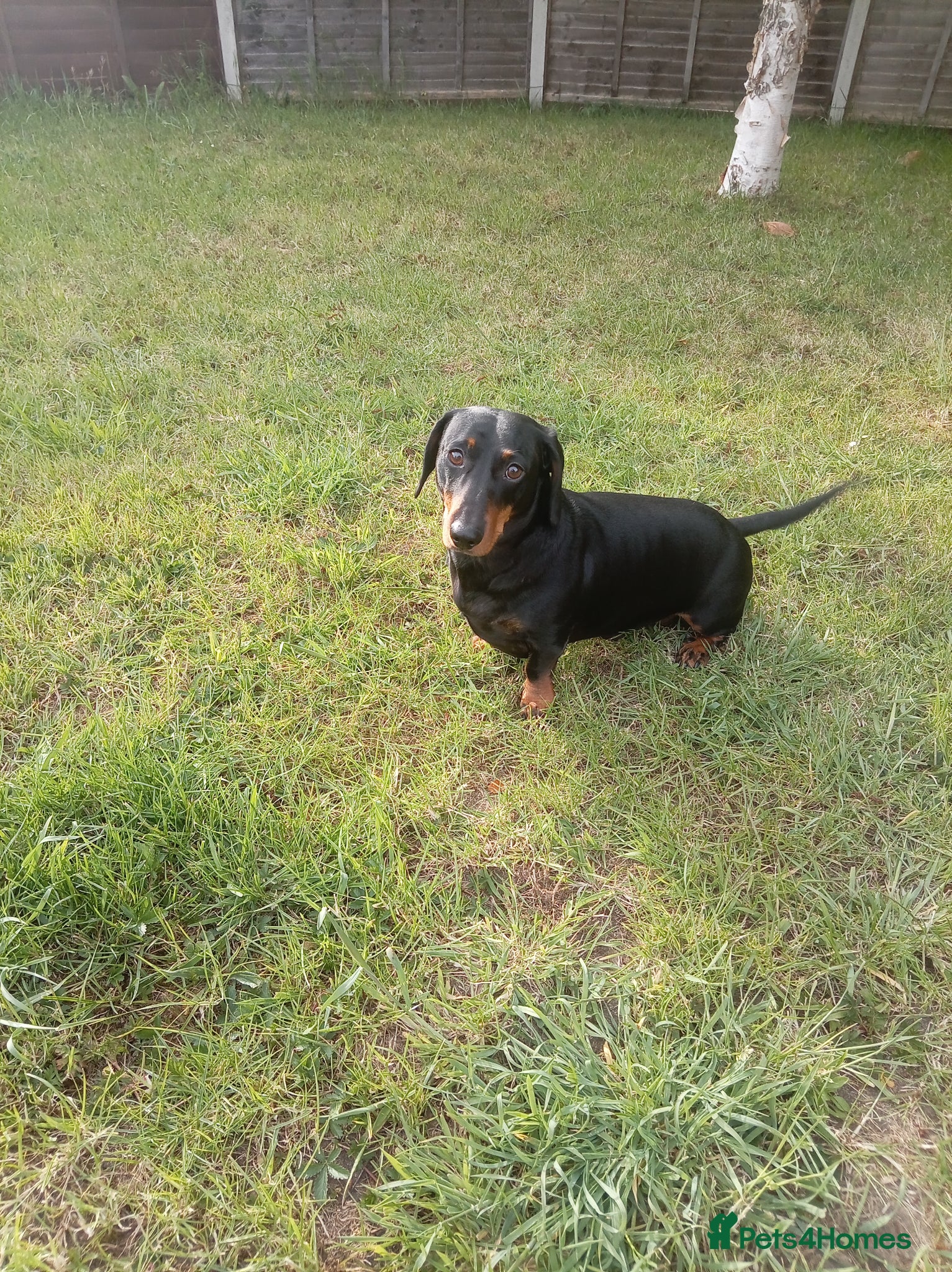 Miniature Dachshund dogs Say hello to our Winston  - Advert 6
