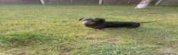 Miniature Dachshund dogs for sale: Say hello to our Winston  in Thetford - Advert 1