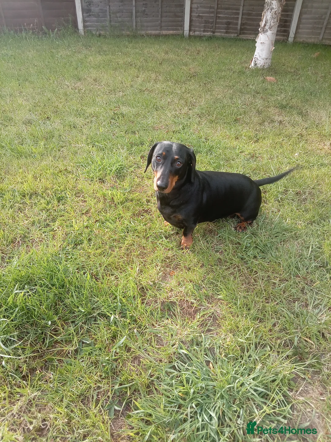 Miniature Dachshund dogs for sale: Say hello to our Winston  in Thetford - Advert 1