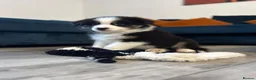 Australian Shepherd dogs for sale: Black Tri Boy KC Reg READY SUNDAY  - Advert 6