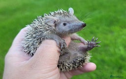 Pygmy Hedgehog rodents for sale: Lesser Tenrecs (unsexed and DNA sexed males)  - Image 1