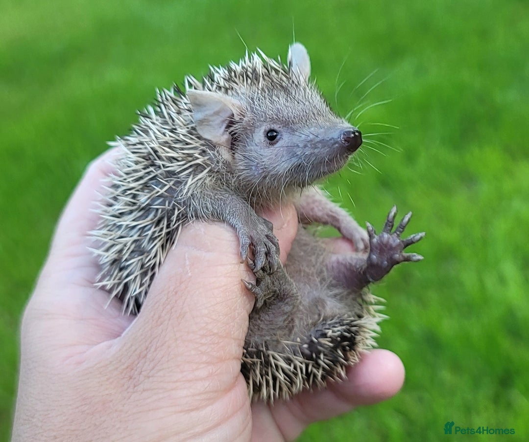Pygmy Hedgehog rodents for sale: Lesser Tenrecs (unsexed and DNA sexed males)  - Image 1
