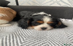Cavalier King Charles Spaniel dogs for sale: Cavalier King Charles Spaniel! - Image 14