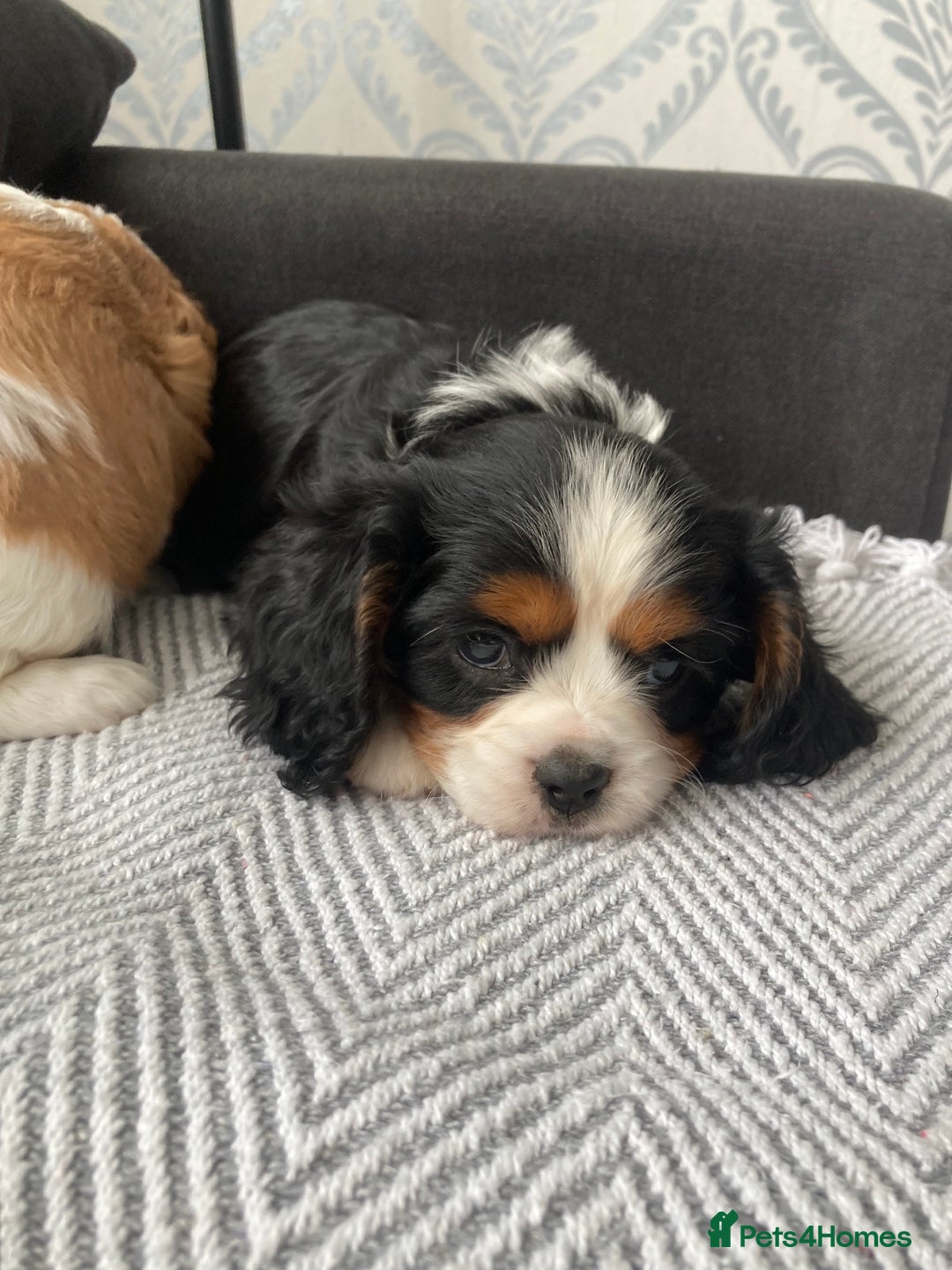 Cavalier King Charles Spaniel dogs for sale: Cavalier King Charles Spaniel! - Image 14