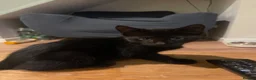 Mixed Breed cats for sale: 3 Black kittens & 1 Tabby female  - Advert 11