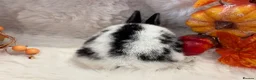 Rex rabbits for sale: Rex x Netherland dwarf  - Advert 23