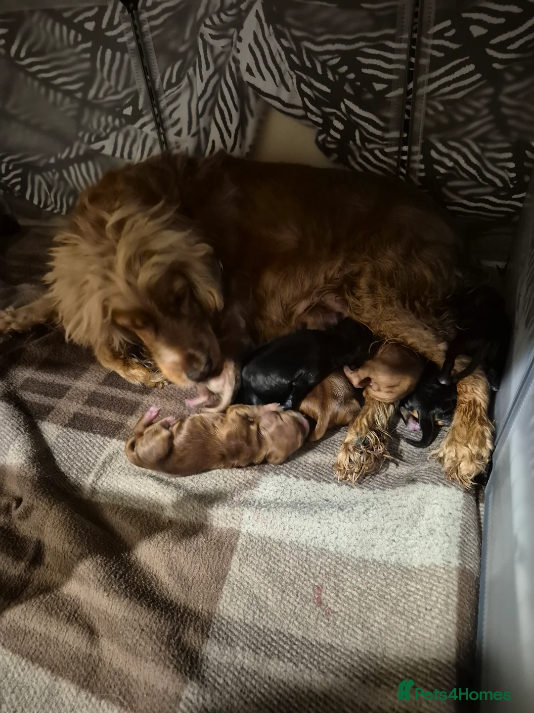 Cocker Spaniel dogs for sale: Cocker Spaniel puppies for sale - Advert 13